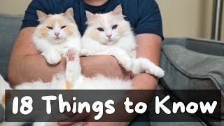 18 Things I Wish I Knew Before Adopting a Cat or Kitten | The Cat Butler