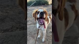 French Brittany Spaniel