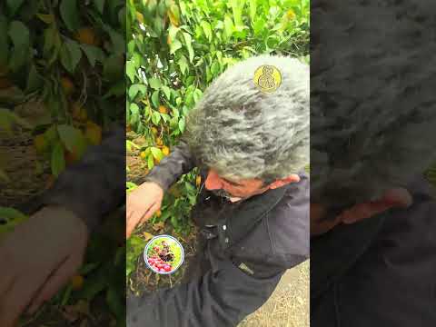 إنتاج أشجار المظلة لقد قمنا بقطع الشجرة بطريقة تجعل جميع الثمار قريبة من الأرض