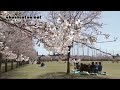 満開の桜