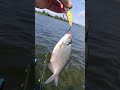 рабочий цвет и виб от нарвала #нарвал #narval #vib #лещ #рыбалка #fishing