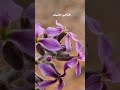 خزامى حنيدر
