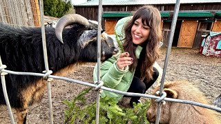 Goats eat Christmas trees after the holidays at the Sammamish Animal Sanctuary