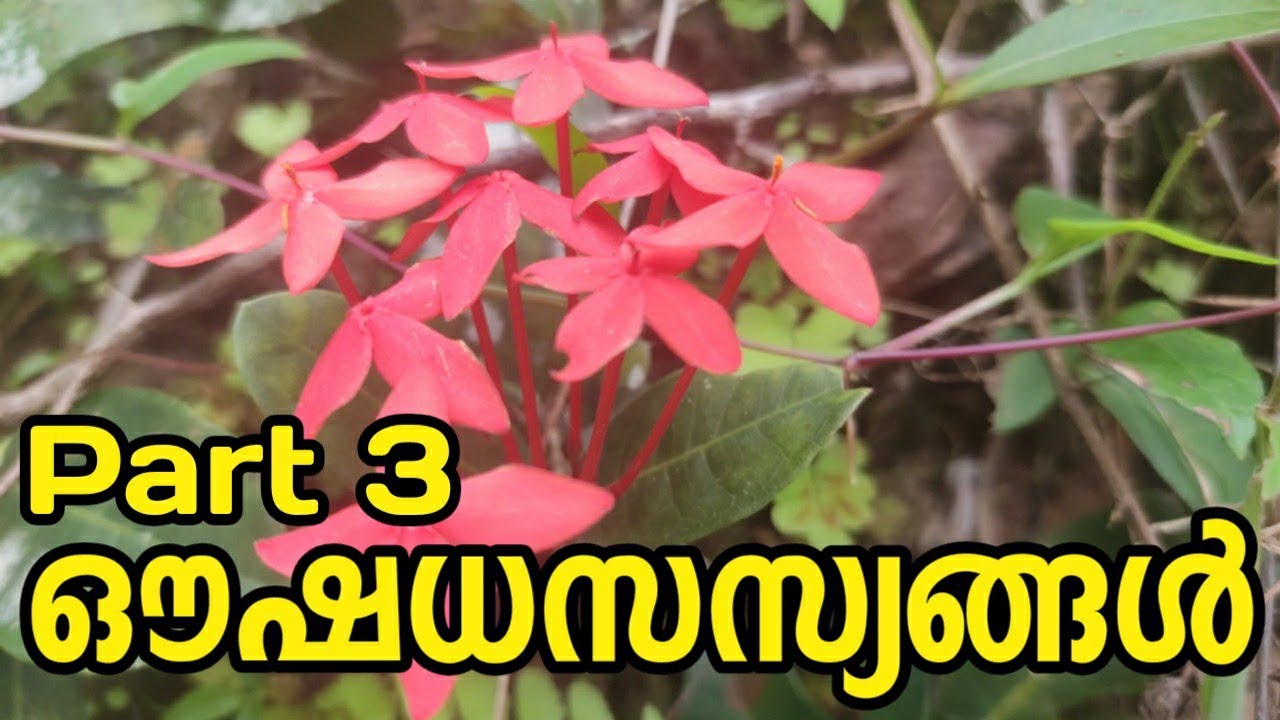 ഔഷധസസ്യങ്ങൾ Medicinal plants oushadha sasyangal sasyangal