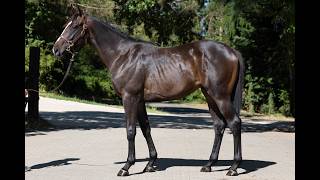 Lot 111 Nataanii