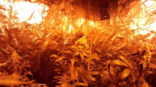 Go pro medical marijuana