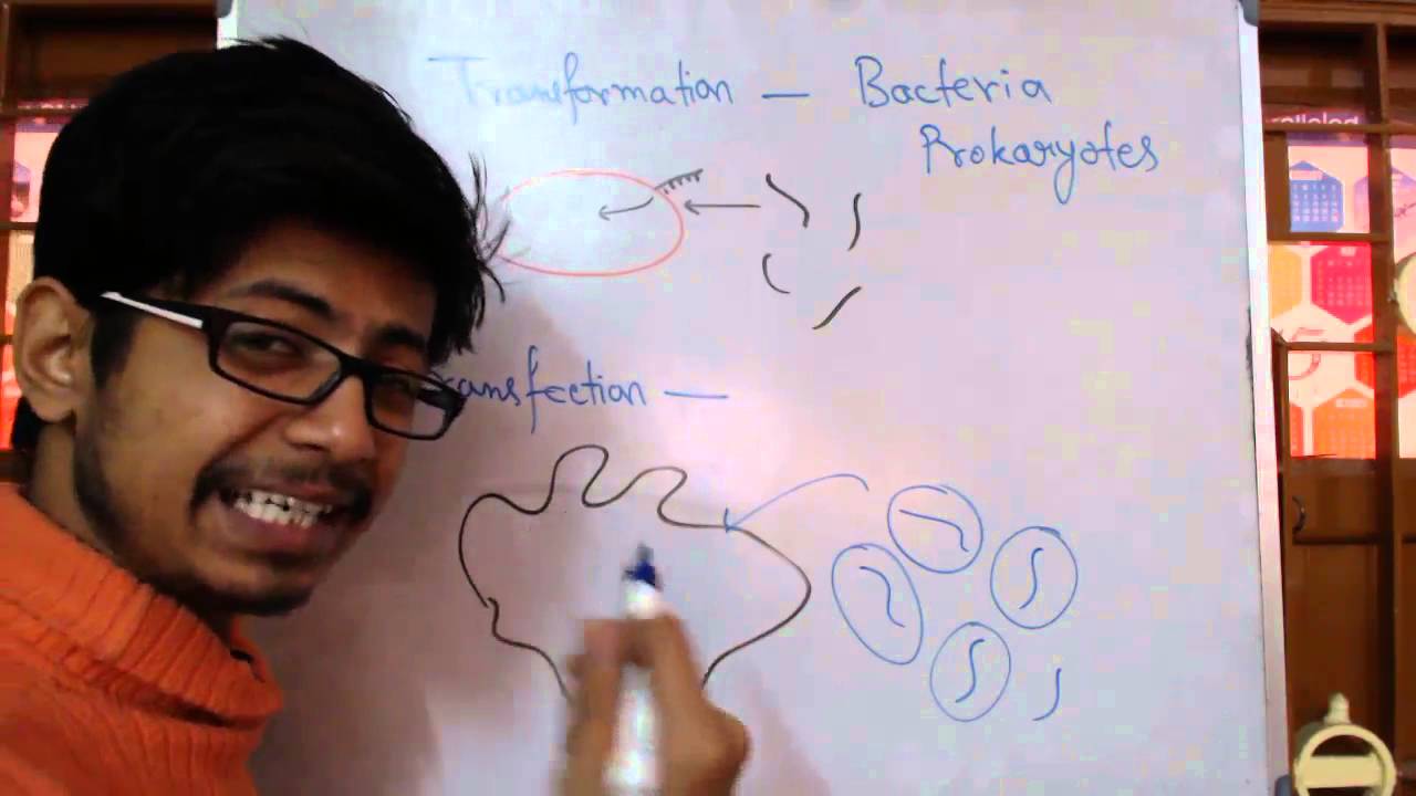 Transformation Vs Transfection biology major rutgers
