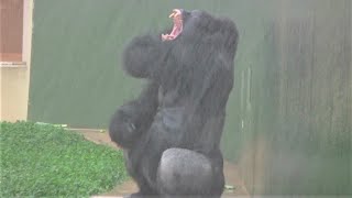 シャバーニ って凄いカミナリ⚡④Shabani Thunderstorm shower time