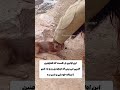 اینم کلیپ زیبا از مشکلا ت گله داری و دامداری بفرست واسه دوستای دامدارت 