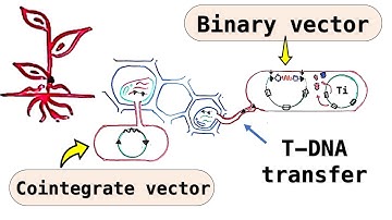 Plant cloning vectors - Disarmed Ti plasmid, Cointegrate vectors, Binary vectors - T DNA transfer