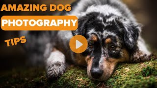 Amazing Dog Photography Tip - Try This For The Best Pictures! by SpiritDog Training 3,271 views 6 months ago 9 minutes, 5 seconds