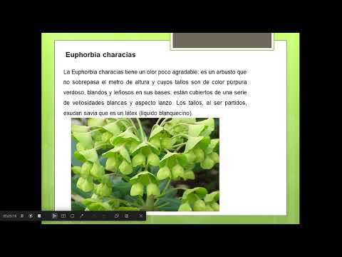 Video: Familia Euphorbiaceae: descripción y distribución