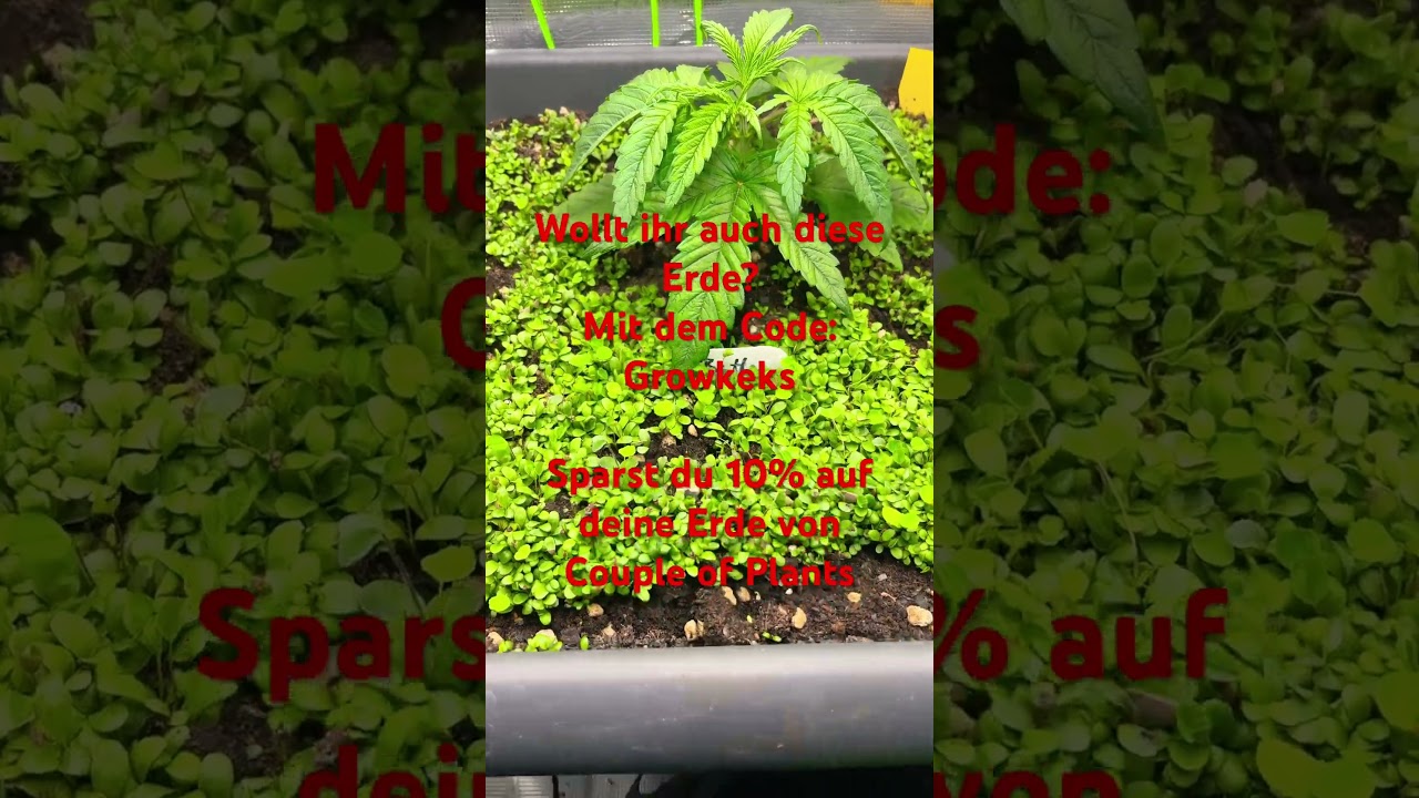 Wenn ihr Interesse an der Linving Soil habt mit dem Code Growkeks sparst du 10% Couple of Plants