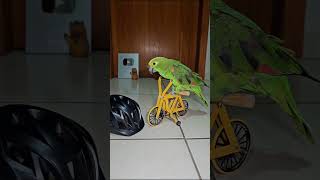 Cycling Parrot