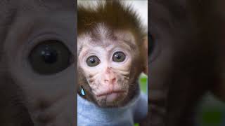 So sad baby monkey trouble with car #monkey #animals #monkeyvideo