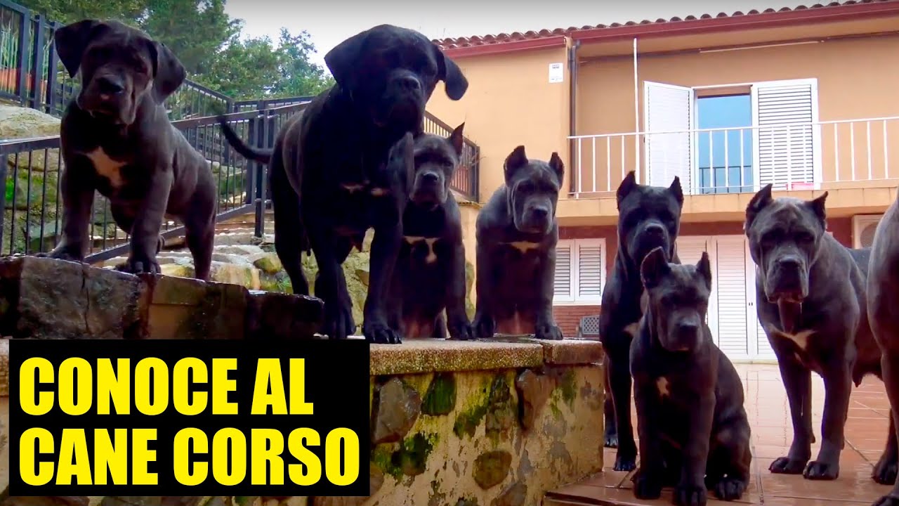 Cane Corso Dog Italian Breed