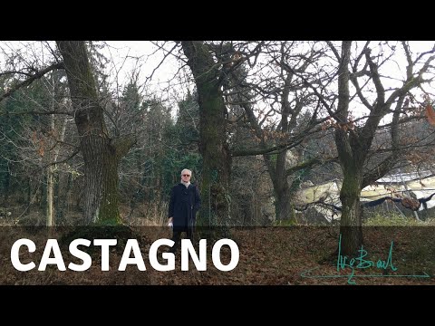 Video: Albero Di Balsamo - Proprietà Benefiche E Usi Dell'albero Di Balsamo