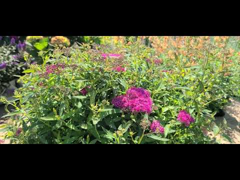 Spirea Neon Flash (Japanese Spirea) // Tough, Easy to Grow Shrub with BRILLIANT🌟 NEON Pink flowers!