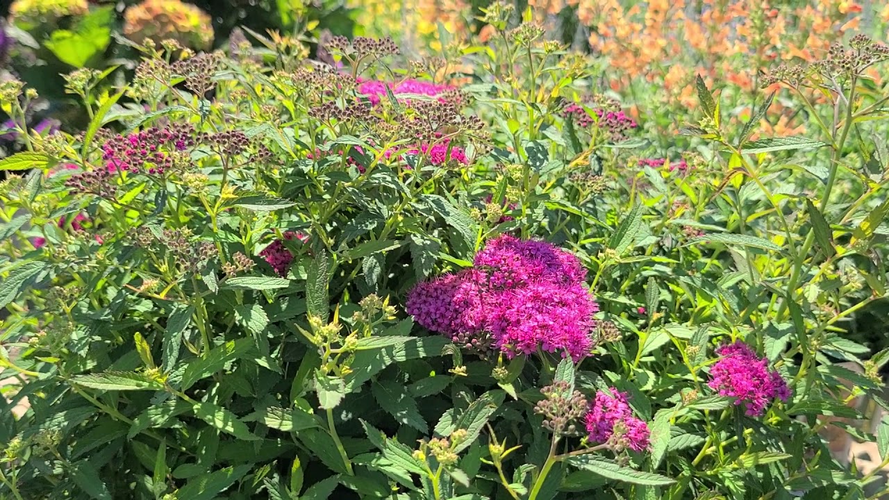 spirea mint galandféreg