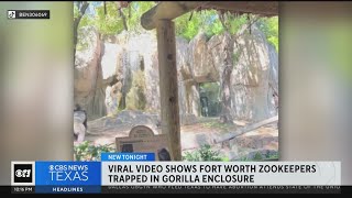 Viral video of gorilla at Fort Worth Zoo charging workers