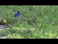THE BLUE OF INDIGO BUNTINGS