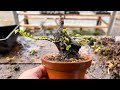 ホムセンニレケヤキの残った土台を掘り起こしてみる #盆栽 #bonsai