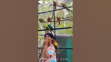 Birds Paradise🥰Our World #birds #aviary #exoticbirds #viral #trending #shortsvideo #pets #petslover