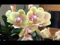 Oрхидеи, oжидаемые и неожиданные цветоносы