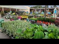 Lowes midmarch plant inventory every shelf is packed perennials annuals and shrubszone 8a