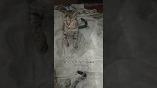 Download Lagu in the end nobody will win cuz il put them in their bed🙃. #mycat #catshorts #cutecat #catcat #cat MP3