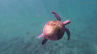 Best snorkeling experiences in UAE 