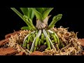 Amazing! This secret helps you revive any orchid