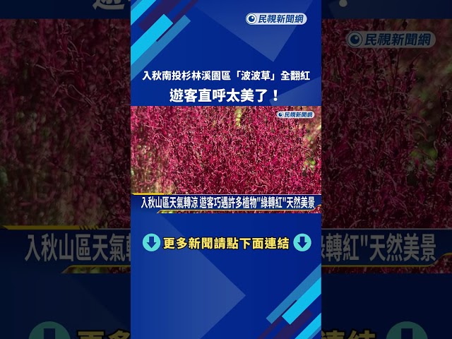 入秋南投杉林溪園區"波波草"全翻紅 遊客直呼太美了!－民視新聞