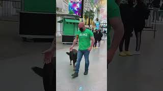 K9 Detection Training: Explosives & Narcotics