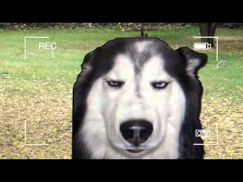 Just a Dog