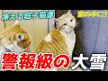大寒波で雪の中凍えていた庭子猫達を家の中へ招きストーブで暖めてあげました！[三毛母猫の子猫]