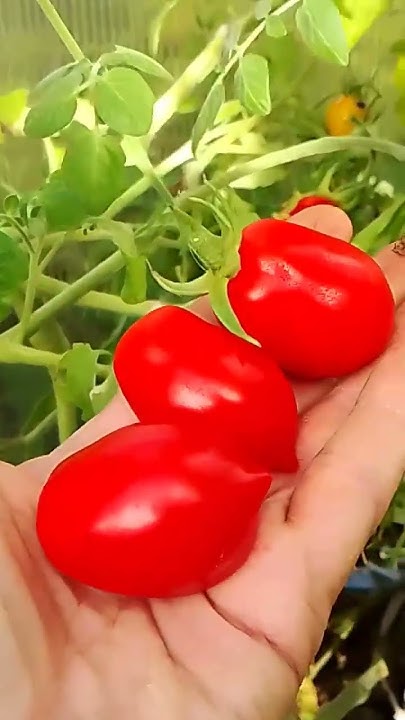 ТОМАТ ГЕРАНИУМ КИСС обалденно красивый и очень вкусный сорт томата ...
