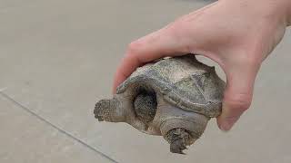 Saving a baby Snapping Turtle in the road
