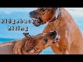 Rhodesian Ridgeback Biting