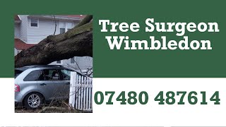 Tree Surgeon Wimbledon Stump Removal & Grinding Pruning Felling Tree Surgeons  Near Me