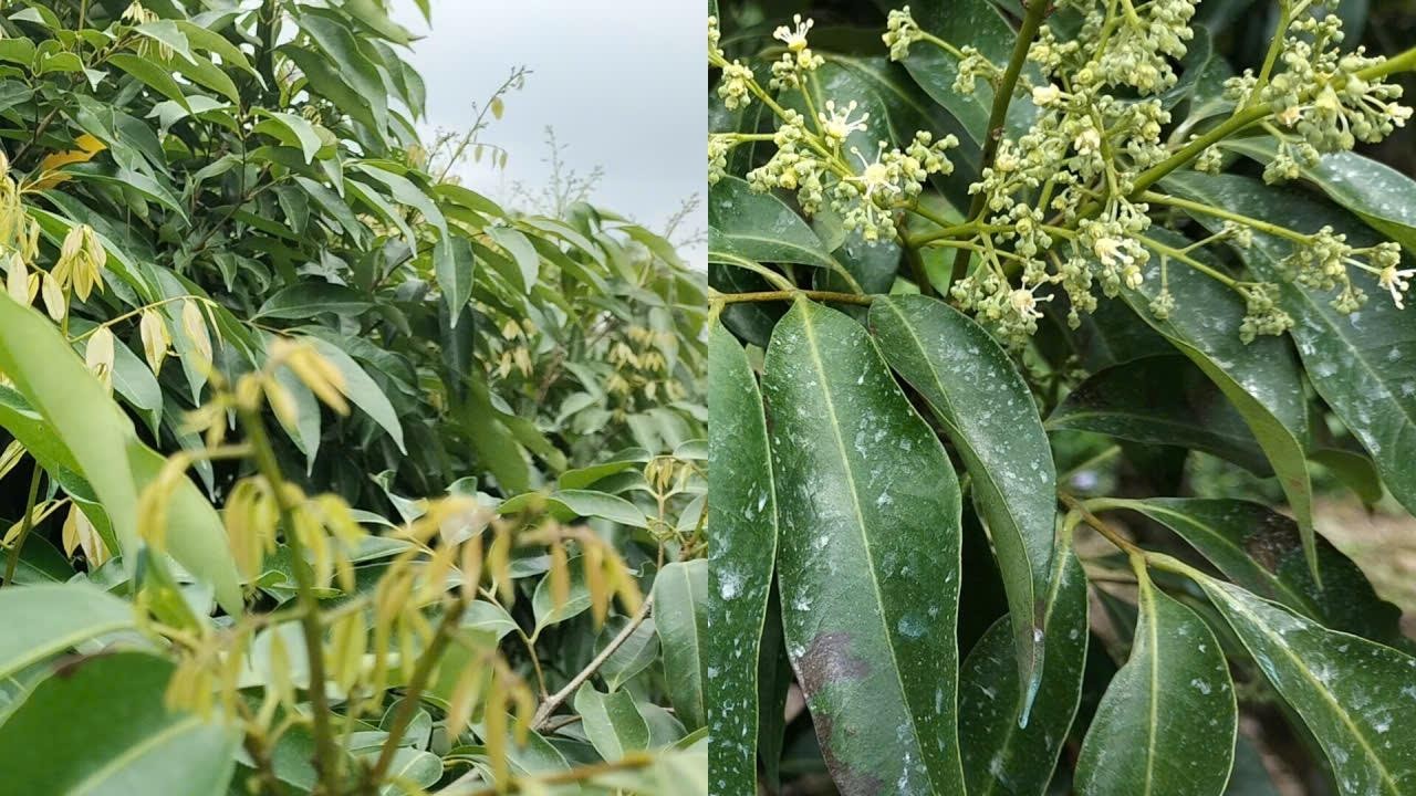 Phun MKP + NPK 7-5-44 gần một ngày lộc và hoa Thành Hà như thế nào?