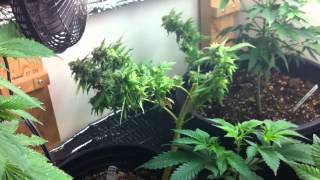 Week 7 - Indoor Weed Grow 2013 - SCROG Day 49 - With Vine Clip Highlights