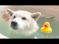 一か月ぶりの風呂が気持ち良すぎた柴犬