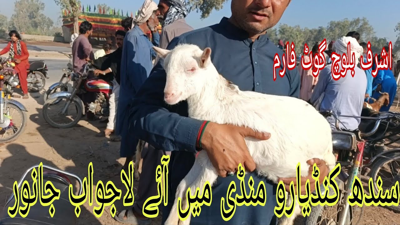 Kandiaro Bakra Mandi Sindh | Biggest Goat Market Scene
