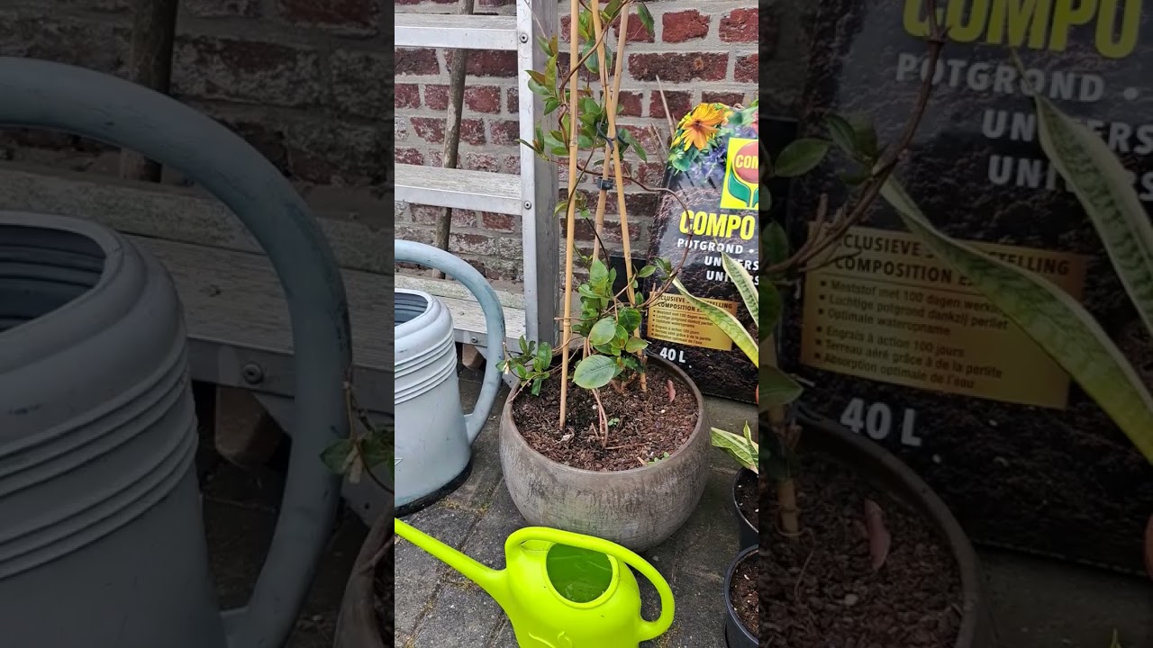 grijze zandbij / grey sand bee