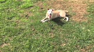 Video of adoptable pet named Noah