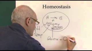 Homeostasis - What is it