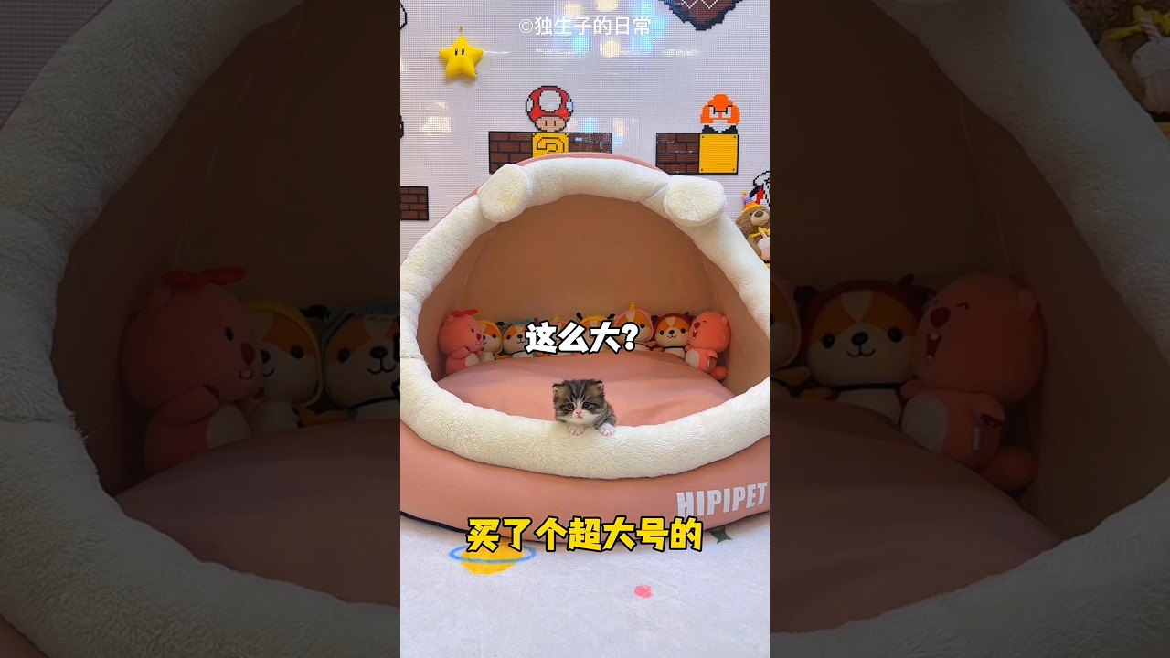 cat wedding