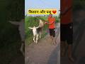 Human VS Animal Shorts Youtubeshorts Animals Veterinary Farming Donkey Village Life Reels