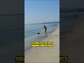 Surf Fishing on the Beach in Mexico! #surffishing #beachfishing #needlefish